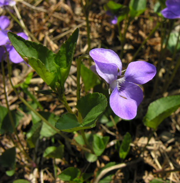 Violette - Viola cfr.riviniana